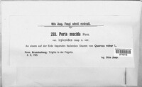Poria mucida image